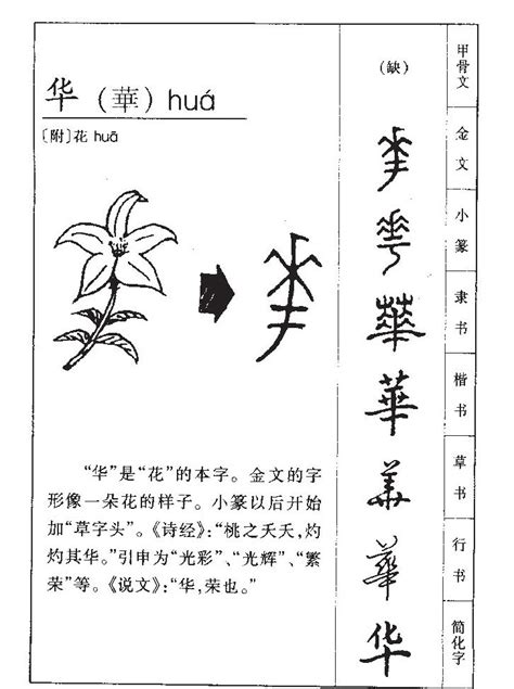 華名字意思|华的解釋